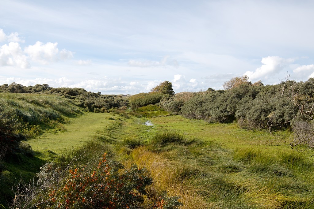 AWD Amsterdamse Waterleidingduinen natuurgebied polder bos vos hert herten damhert duinen zandvoort waterwingebied